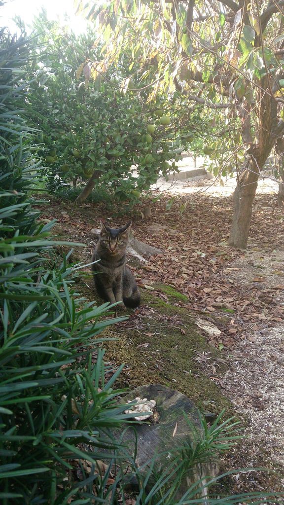 マタタビ焚き : 迷子猫を待つ