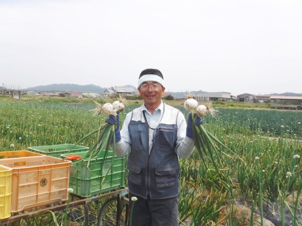 白玉ねぎ「ホワイトベアー」収穫・出荷始まる～（´(ｪ)｀） : 淡路島 濱田ファームのブログ