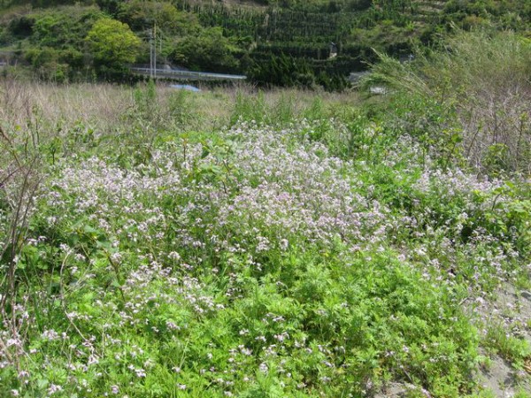 海辺の花など 間口は広いが奥行き無し