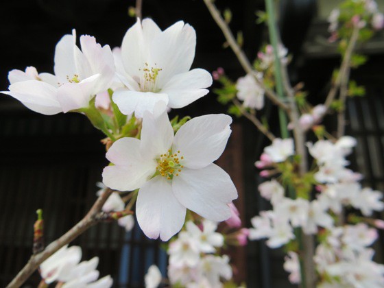 玉藻公園 サクラ 花とレトロ