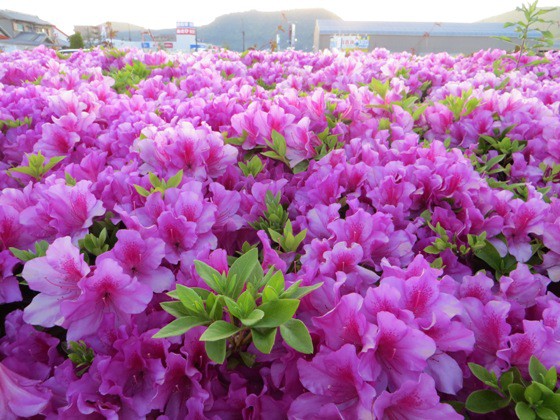 ゆめタウン高松 ツツジ 花とレトロ