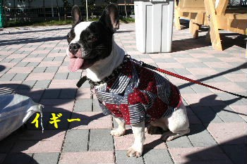 埼玉ペットショップの同窓会に出席しました 犬 フレンチブルのイギー