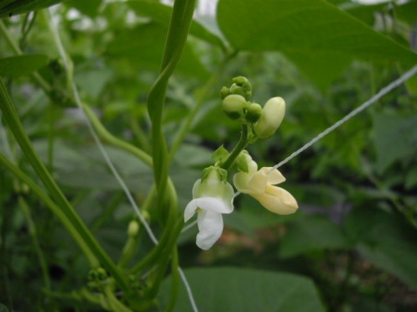 今年もキュートなインゲンの花 沖縄農的生活