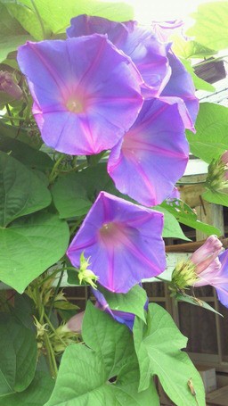 実家に咲く花 朝顔のような花は野朝顔という名前らしい さしもも日記 坂の上の雲の松山市から