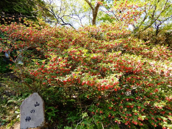 那須のドウダンツツジが見事 塩原温泉 彩つむぎ 女将の独り言 那須のドウダンツツジが見事 塩原温泉 彩つむぎ 女将の独り言
