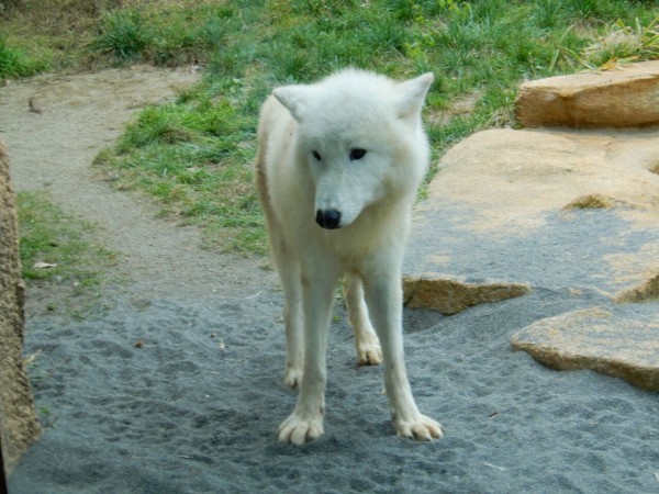 優しい顔のホッキョクオオカミ 塩原温泉 彩つむぎ 女将の独り言