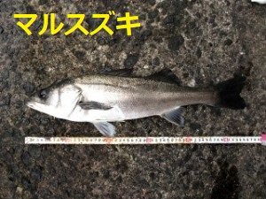 スズキ 鮎釣りおじさん