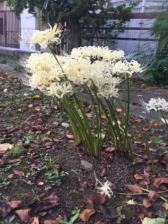 葉見ず花見ず 麻布俳句教室