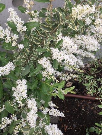 イボのある狸ではありません 麻布俳句教室