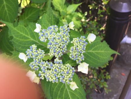 紫陽花が咲きました 麻布俳句教室