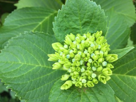 紫陽花が咲きました 麻布俳句教室