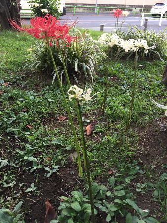 葉見ず花見ず 麻布俳句教室
