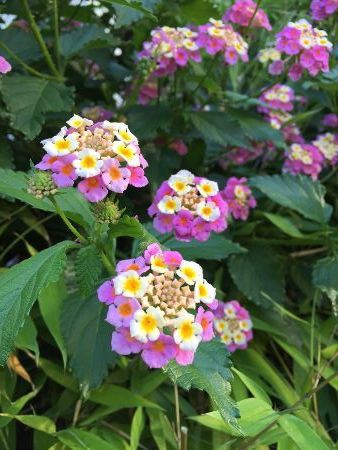らしくない紫陽花と 麻布俳句教室