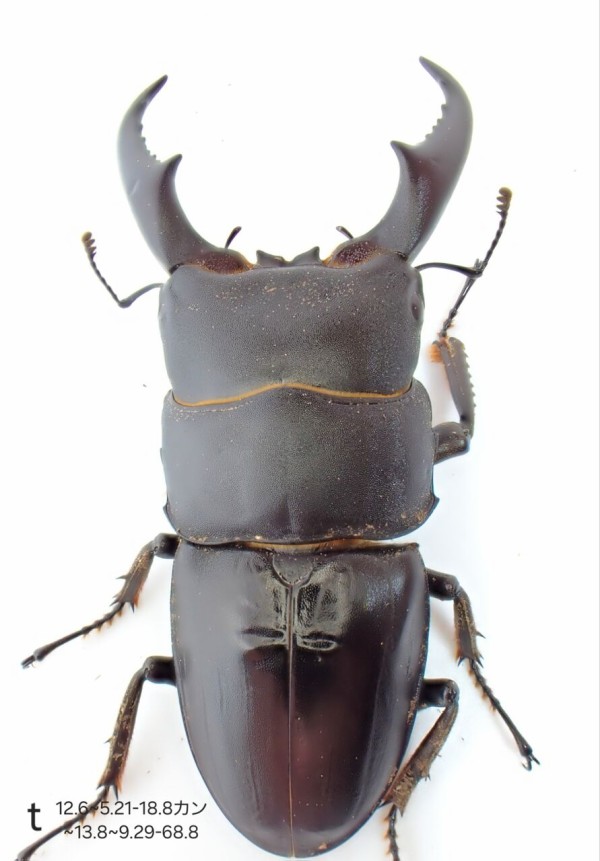 サキシマヒラタクワガタ 標本 サキシマヒラタクワガタ 標本 2025年最新】サキシマヒラタの人気