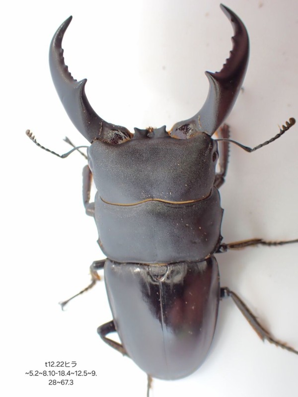 サキシマヒラタクワガタ 標本 サキシマヒラタクワガタ 標本