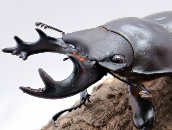 ヤエヤママルバネクワガタ飼育記2023~ : クワガタ備忘録