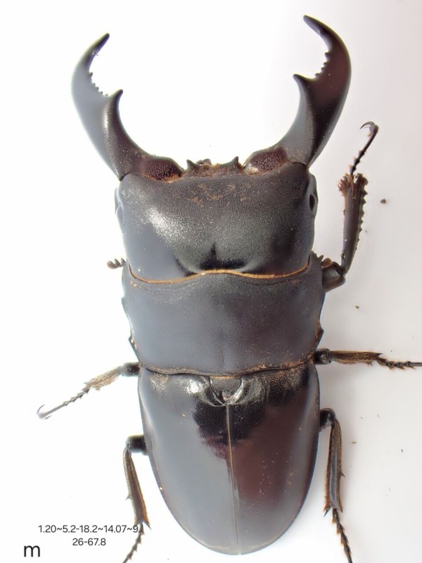 サキシマヒラタクワガタ飼育記2023~ : クワガタ備忘録