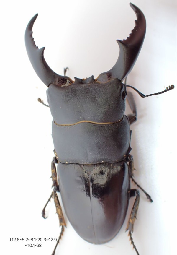 サキシマヒラタクワガタ 標本 サキシマヒラタクワガタ（西表島産）WF1 飼育記録まとめ