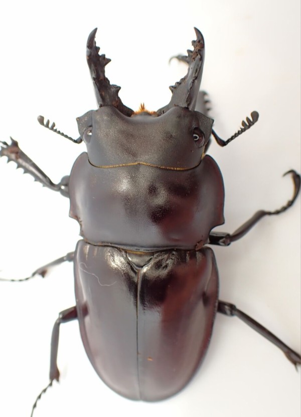 A.今期ラスト ヤエヤママルバネクワガタ 2ペア＋♂