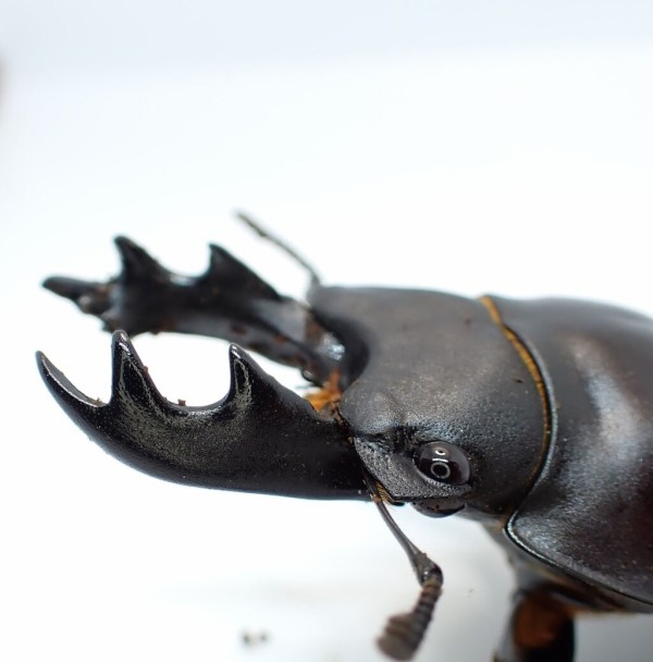 ヤエヤママルバネクワガタ　63ミリ野外品 ヤエヤママルバネクワガタ 60ミリup 標本 - メルカリ