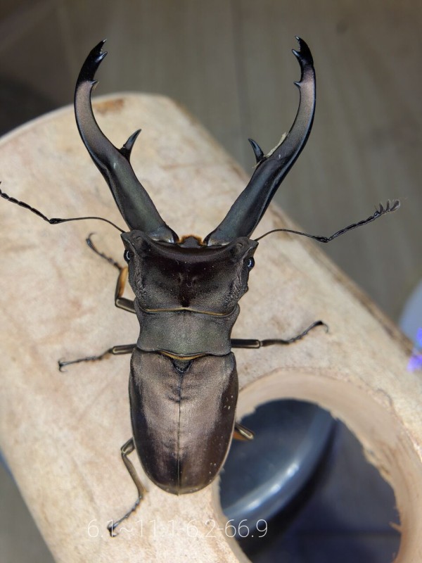 インペラトールホソアカクワガタ 標本 インペラトールホソアカクワガタが羽化しました！ | kuwa-yanagawaの