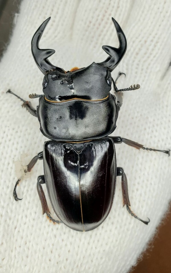 カブトボーグ グランディスオオクワガタ カブトボーグ グランディスオオクワガタ - メルカリ
