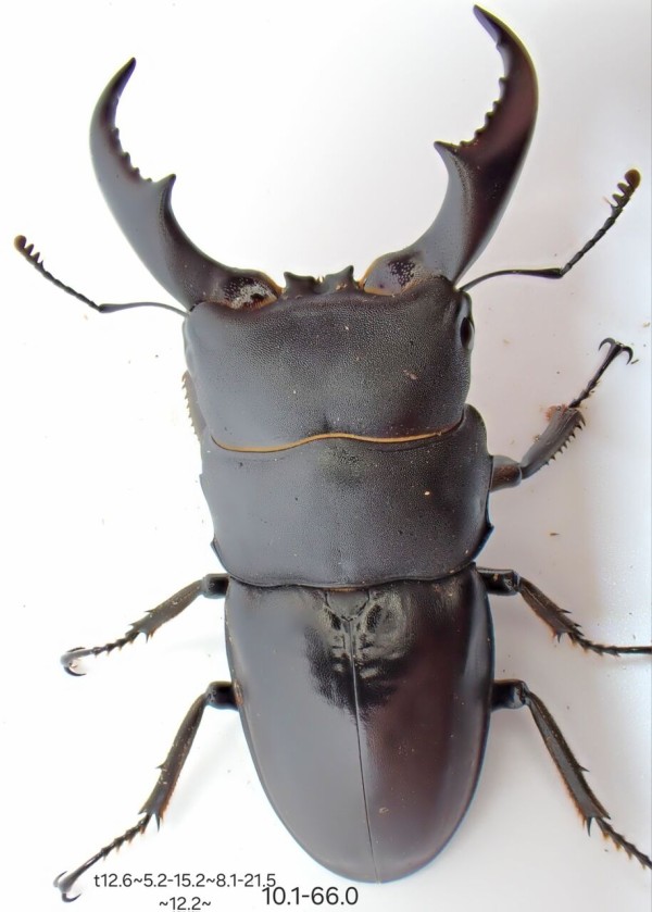 サキシマヒラタクワガタ飼育記2023~ : クワガタ備忘録