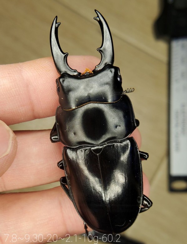 ナカジ　ラフェルトノコギリクワガタ　ハスタートノコギリクワガタ　2匹セット ナカジ ラフェルトノコギリクワガタ ハスタートノコギリクワガタ 2匹