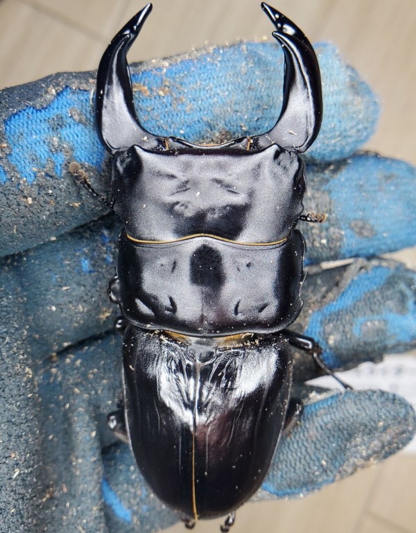 アンバランス 極太国産オオクワガタ CB③ アブレイズ血統 76ミリペア