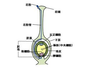 生物の細胞と生殖 高校での生活