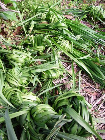 花後のスイセンの処理 Wonderful Day