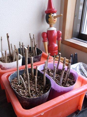 アナベルを挿し木にしてみた Wonderful Day