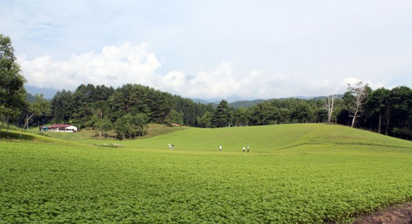 安曇野のソバ 旅を住みかとす
