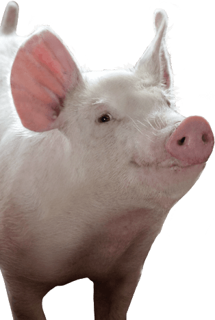 怖い雑学 豚に殺される人間はサメより多い 画像 アンヘル速報