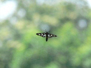 蝶と蛾の違い 分かりますか 安曇野で音楽にふれる豊かな生活