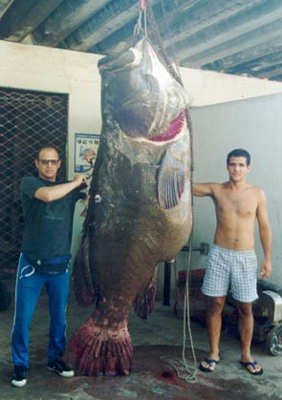 回転寿司のネタは キズモノ 死にマグロや養殖物の底物 浮き物 奇形魚 ばかり 備忘録b2s