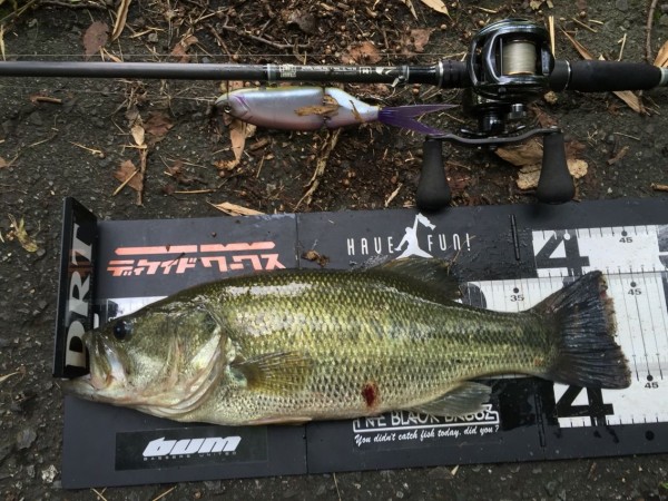 K 篠山市リザーバー 40up B501 Bass Fishing Log