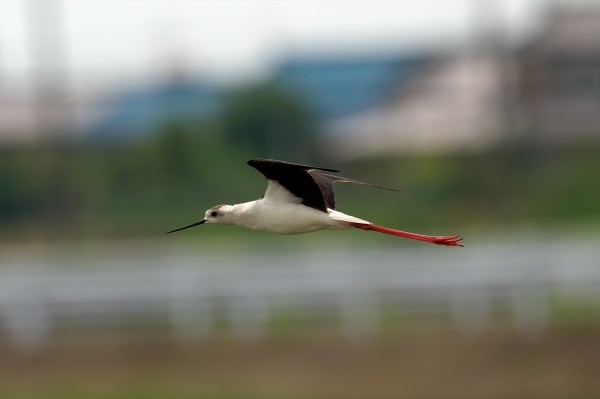 セイタカシギ ” 飛翔 飛翔 飛翔 2 : トーさんの野鳥撮記 春夏秋冬