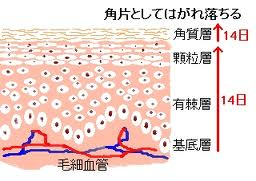 フェイシャルサロン 月２回 エステティックサロン B Forest