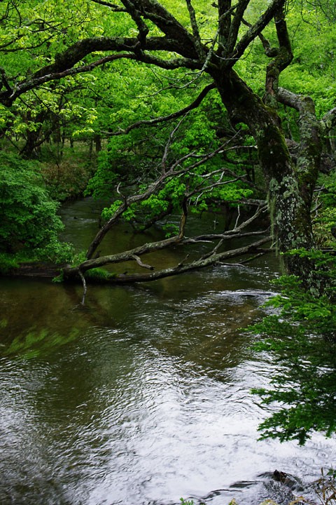 奥日光 湯川沿いの木道を歩く Photoblog Premierquartier ペンタックス写真ブログ 上弦の月