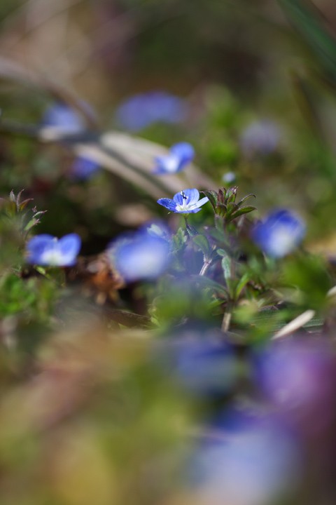 春に咲く小さな青い花 Photoblog Premierquartier ペンタックス写真ブログ 上弦の月
