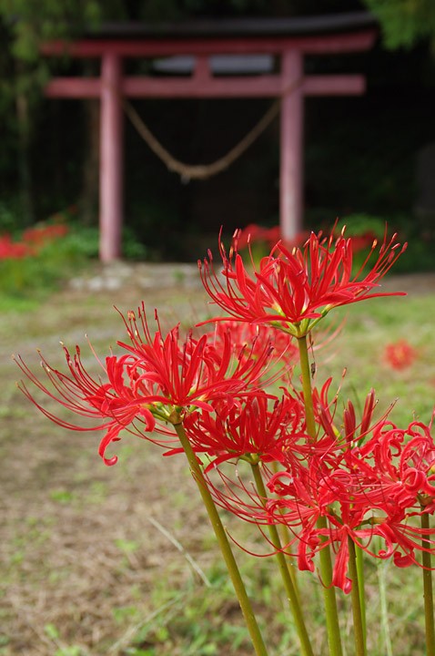 里にある神社 そして彼岸花 Photoblog Premierquartier ペンタックス写真ブログ 上弦の月