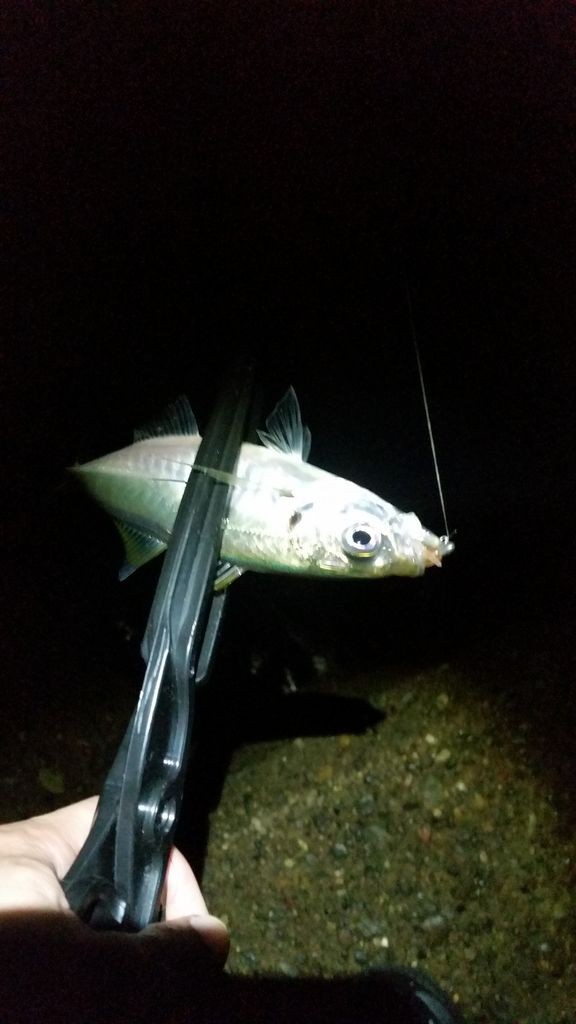 外房 のんびり勝浦アジング 某携帯ショップ店員の頭の中