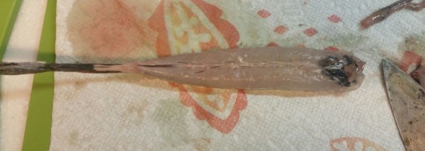 あっという間に丸裸 カワハギとメゴチのさばき方 某携帯ショップ店員の頭の中