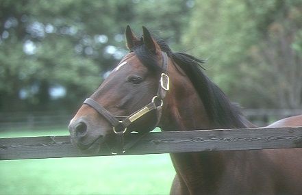 シンボリルドルフ 私の馬好き