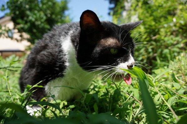 体調不良英会話】Sick, QueasyとNauseousの使い方 : ゆっきー英語塾