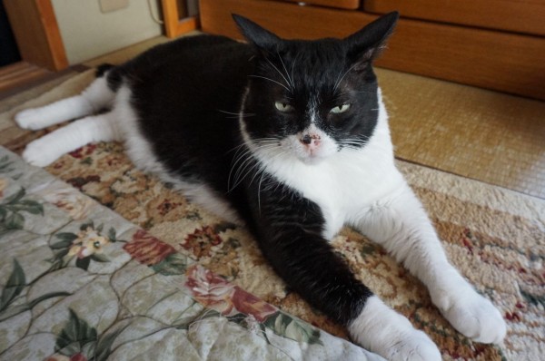 体調不良英会話】喉の不調にまつわる英会話表現集「イガイガする 