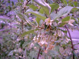 大粒の果実ビックリグミ 大王グミ 自家製酵母とベーグル らぼ