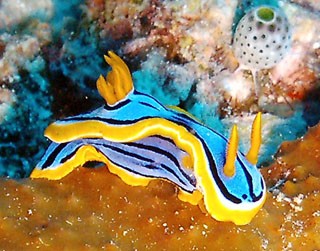 ２００５年６月 海のナメクジ ダイバーkenjiがgbrをゆく