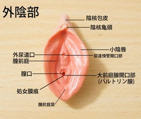 スカイネット 立体パズル 4D 人体解剖 No.15 雌性生殖器解剖 Amazon.co.jp: 青島文化教材社 スカイネット 立体パズル 4D